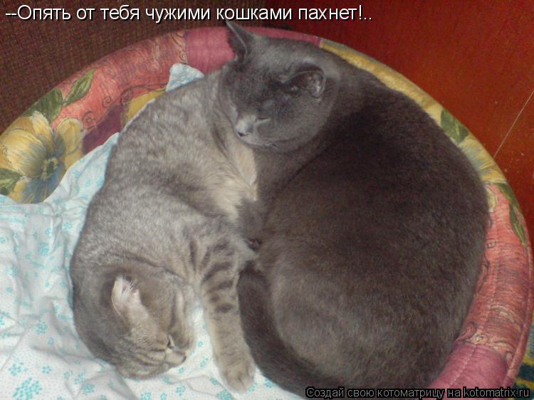 Котоматрица: --Опять от тебя чужими кошками пахнет!..