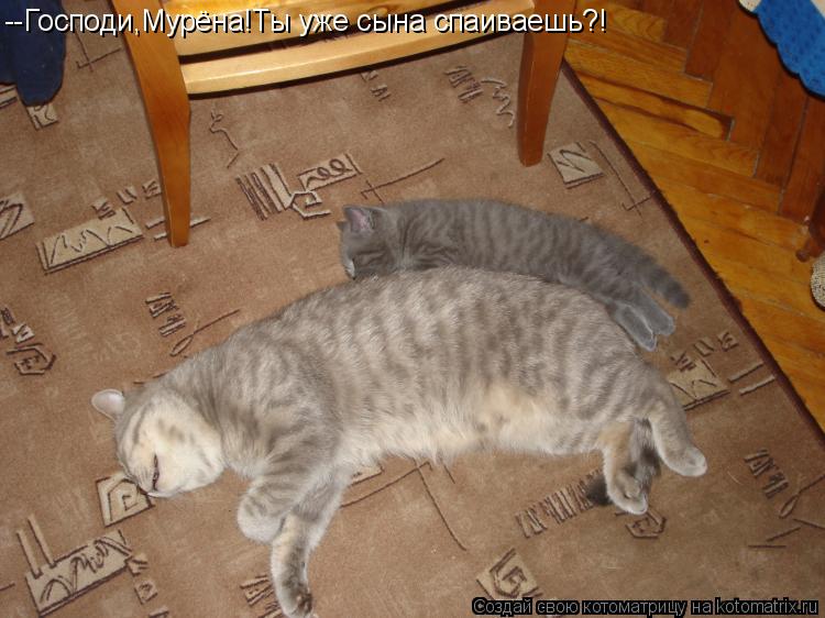 Котоматрица: --Господи,Мурёна!Ты уже сына спаиваешь?!