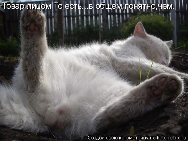 Котоматрица: Товар лицом.То есть...в общем,понятно,чем. Товар лицом.То есть...в общем,понятно,чем.