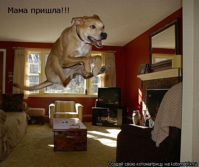 Котоматрица: Мама пришла!!!
