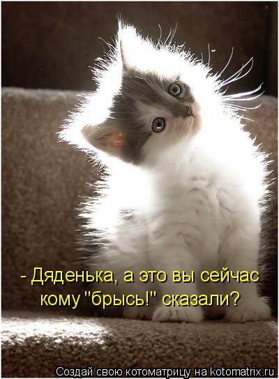 - Дяденька, а это вы сейчас кому "брысь!" сказали?... Котоматрица: - Дяденька, а это вы сейчас кому "брысь!" сказали?