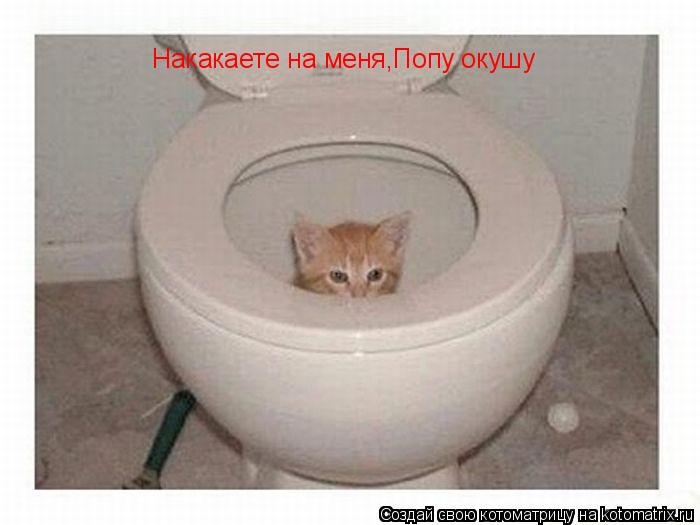 Котоматрица: Накакаете на меня,Попу окушу