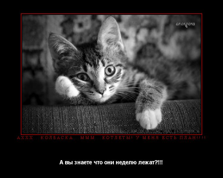 Котоматрица: Аххх...Колбаска...Ммм...Котлеты! У меня есть план!!!! А вы знаете что они неделю лежат?!!!
