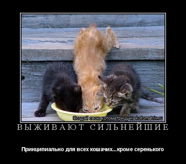 Котоматрица: ВЫЖИВАЮТ СИЛЬНЕЙШИЕ Принципиально для всех кошачих...кроме серенького