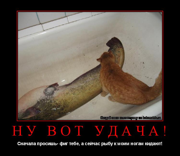 Котоматрица: Ну вот удача! Сначала просишь- фиг тебе, а сейчас рыбу к моим ногам кидают!