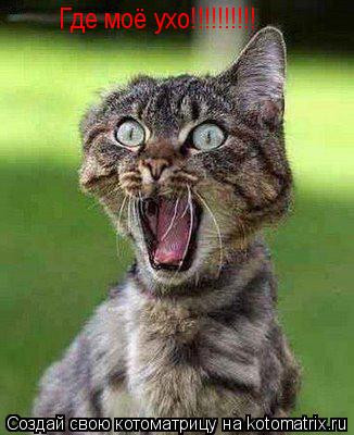 Котоматрица: Где моё ухо!!!!!!!!!! Где моё ухо!!!!!!!!!!