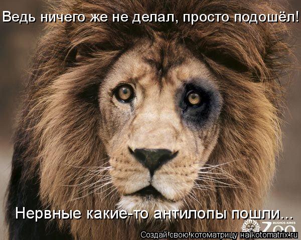 Ведь ничего же не делал, просто подошёл! Нервные какие-то антилопы пошли...... Котоматрица: Ведь ничего же не делал, просто подошёл! Нервные какие-то антилопы пошли...