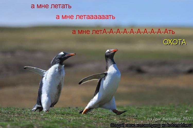 а мне летА-А-А-А-А-А-А-А-А-Ать а мне летать а мне летаааааать ОХОТА... Котоматрица: а мне летА-А-А-А-А-А-А-А-А-Ать а мне летать а мне летаааааать ОХОТА