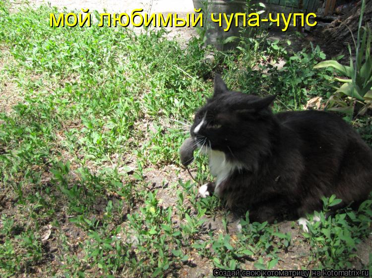 мой любимый чупа-чупс... Котоматрица: мой любимый чупа-чупс