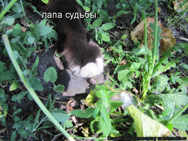 лапа судьбы...... Котоматрица: лапа судьбы...