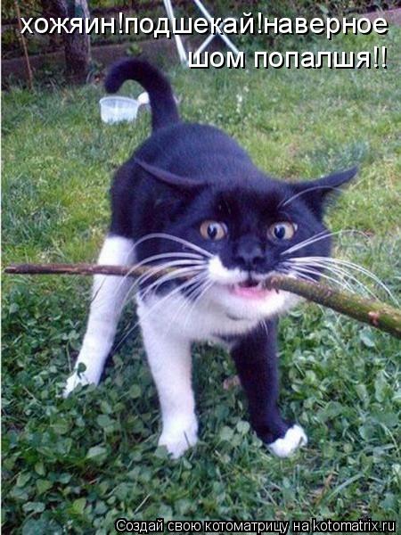 Котоматрица: хожяин!подшекай!наверное шом попалшя!!
