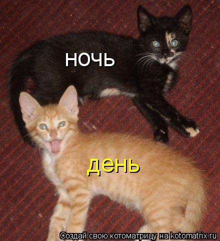 ночь день... Котоматрица: ночь день