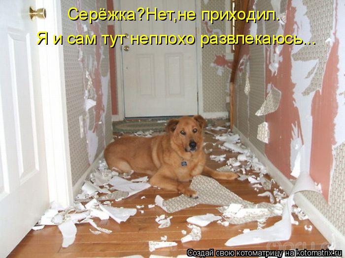 Серёжка?Нет,не приходил. Я и сам тут неплохо развлекаюсь...... Котоматрица: Серёжка?Нет,не приходил. Я и сам тут неплохо развлекаюсь...