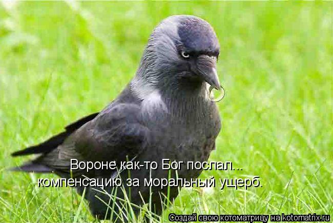 Вороне как-то Бог послал... компенсацию за моральный ущерб.... Котоматрица: Вороне как-то Бог послал... компенсацию за моральный ущерб.