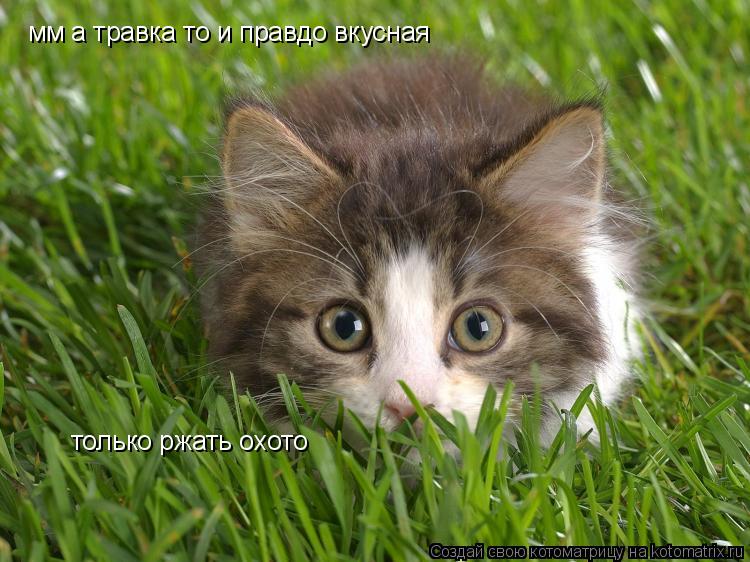 мм а травка то и правдо вкусная только ржать охото... Котоматрица: мм а травка то и правдо вкусная только ржать охото