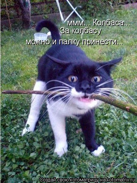 Котоматрица: ммм... Колбаса... За колбасу  можно и палку принести...