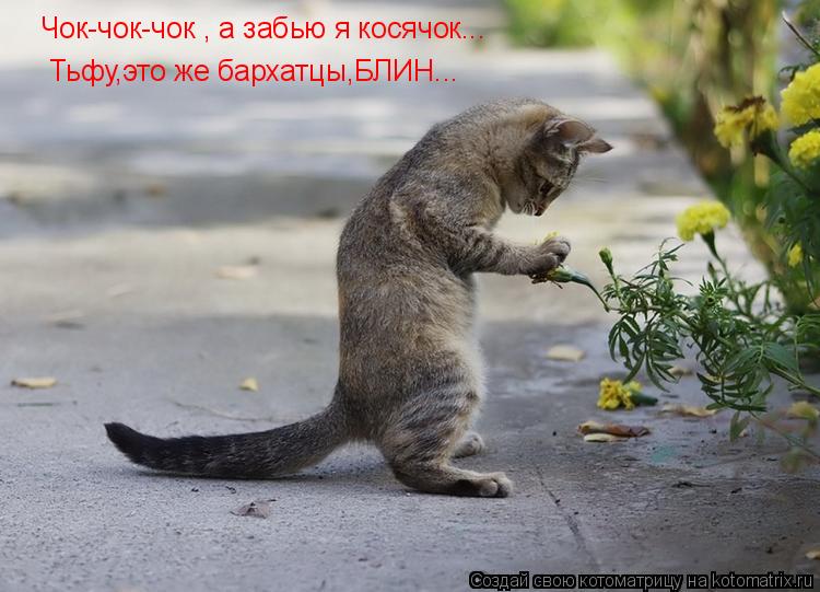 Котоматрица: Чок-чок-чок , а забью я косячок... Тьфу,это же бархатцы,БЛИН...