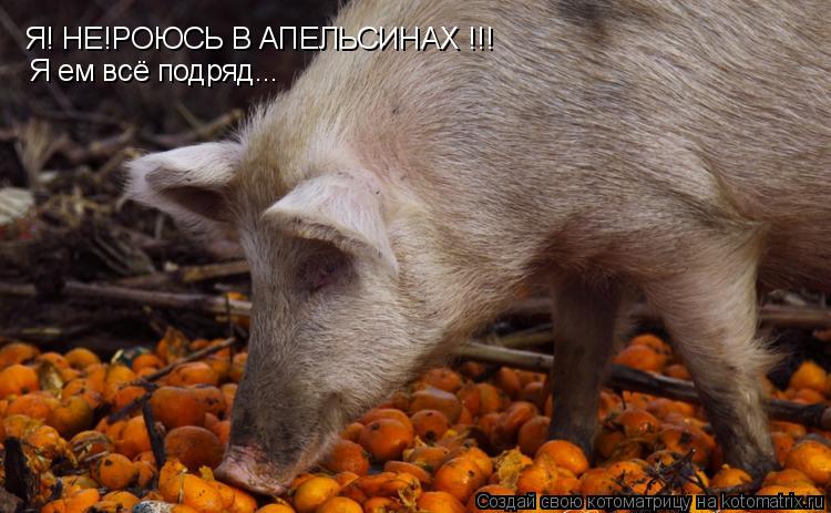 Котоматрица: Я! НЕ!РОЮСЬ В АПЕЛЬСИНАХ !!! Я ем всё подряд...