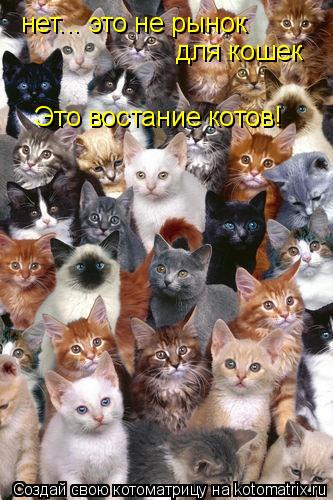 Котоматрица: нет... это не рынок  для кошек Это востание котов!