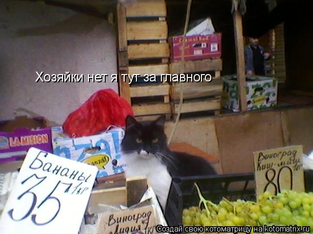 Котоматрица: Хозяйки нет я тут за главного