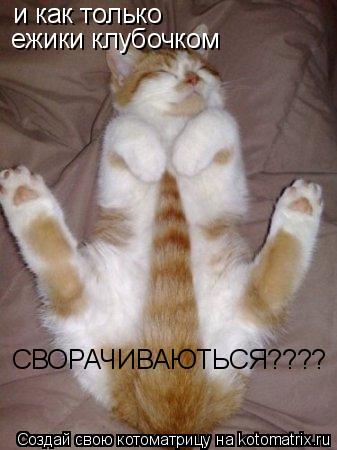 и как только ежики клубочком СВОРАЧИВАЮТЬСЯ????... Котоматрица: и как только ежики клубочком СВОРАЧИВАЮТЬСЯ????