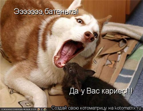 Эээээээ,батенька! Да у Вас кариес!!!... Котоматрица: Эээээээ,батенька! Да у Вас кариес!!!