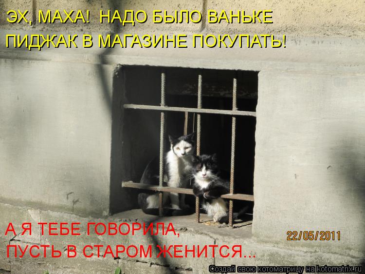 Котоматрица: ЭХ, МАХА!  НАДО БЫЛО ВАНЬКЕ ПИДЖАК В МАГАЗИНЕ ПОКУПАТЬ! А Я ТЕБЕ ГОВОРИЛА, ПУСТЬ В СТАРОМ ЖЕНИТСЯ...