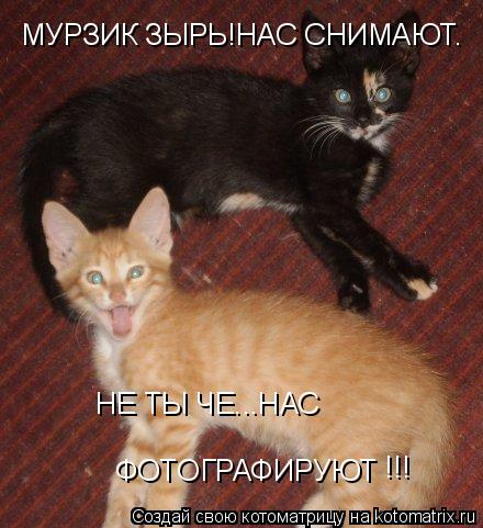 МУРЗИК ЗЫРЬ!НАС СНИМАЮТ. НЕ ТЫ ЧЕ...НАС ФОТОГРАФИРУЮТ !!!... Котоматрица: МУРЗИК ЗЫРЬ!НАС СНИМАЮТ. НЕ ТЫ ЧЕ...НАС ФОТОГРАФИРУЮТ !!!