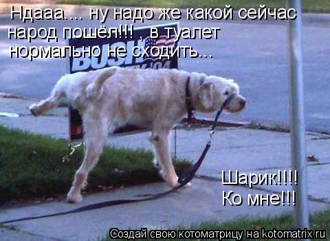 Ко мне!!! Шарик!!!! Ндааа.... ну надо же какой сейчас народ пошёл!!! , в туалет нормально не сходит... Котоматрица: Ко мне!!! Шарик!!!! Ндааа.... ну надо же какой сейчас народ пошёл!!! , в туалет нормально не сходить...
