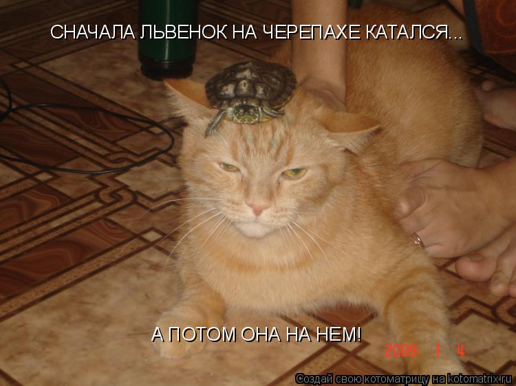 СНАЧАЛА ЛЬВЕНОК НА ЧЕРЕПАХЕ КАТАЛСЯ... А ПОТОМ ОНА НА НЕМ!... Котоматрица: СНАЧАЛА ЛЬВЕНОК НА ЧЕРЕПАХЕ КАТАЛСЯ... А ПОТОМ ОНА НА НЕМ!
