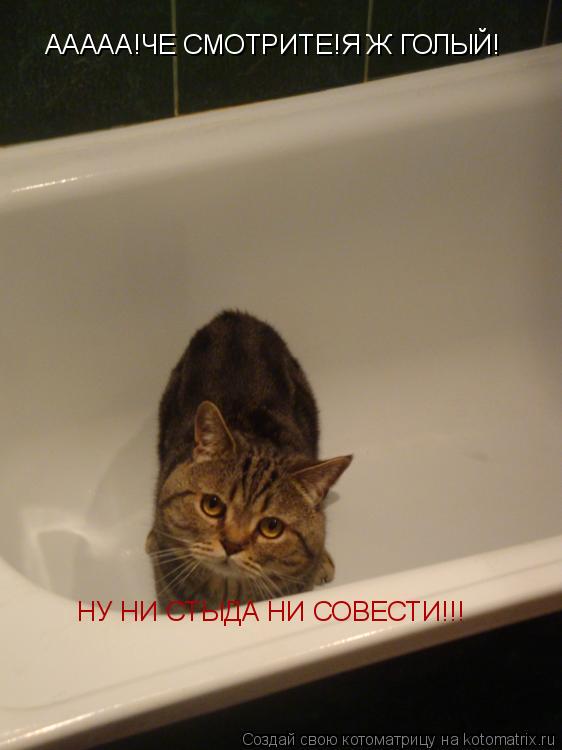 ААААА!ЧЕ СМОТРИТЕ!Я Ж ГОЛЫЙ! НУ НИ СТЫДА НИ СОВЕСТИ!!!... Котоматрица: ААААА!ЧЕ СМОТРИТЕ!Я Ж ГОЛЫЙ! НУ НИ СТЫДА НИ СОВЕСТИ!!!