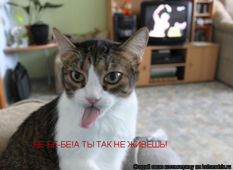 БЕ-БЕ-БЕ!А ТЫ ТАК НЕ ЖИВЕШЬ!... Котоматрица: БЕ-БЕ-БЕ!А ТЫ ТАК НЕ ЖИВЕШЬ!