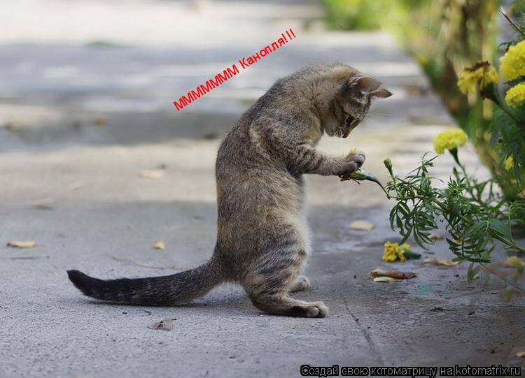 МММММММ Канопля!!!... Котоматрица: МММММММ Канопля!!!