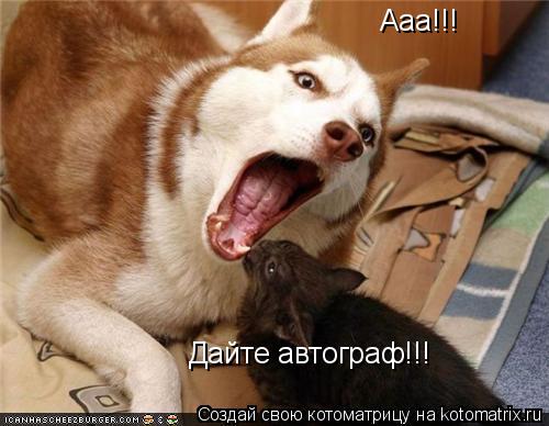 Ааа!!! Дайте автограф!!!... Котоматрица: Ааа!!! Дайте автограф!!!