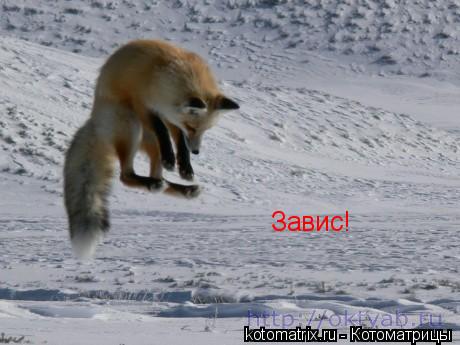 Завис!... Котоматрица: Завис!