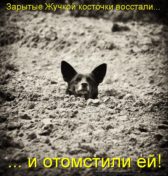 Зарытые Жучкой косточки восстали... ... и отомстили ей!... Котоматрица: Зарытые Жучкой косточки восстали... ... и отомстили ей!