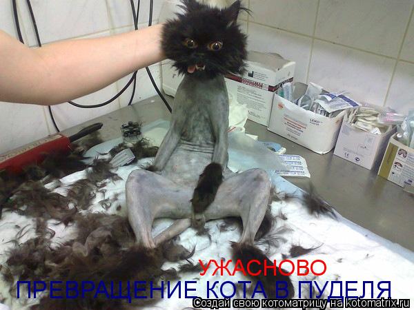 ПРЕВРАЩЕНИЕ КОТА В ПУДЕЛЯ УЖАСНОВО... Котоматрица: ПРЕВРАЩЕНИЕ КОТА В ПУДЕЛЯ УЖАСНОВО
