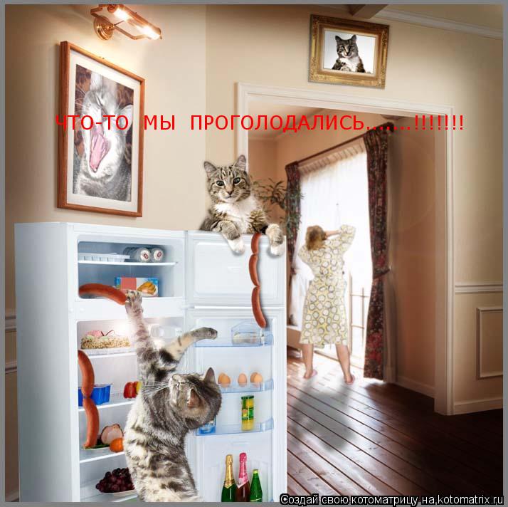 ЧТО-ТО МЫ ПРОГОЛОДАЛИСЬ.......!!!!!!!... Котоматрица: ЧТО-ТО МЫ ПРОГОЛОДАЛИСЬ.......!!!!!!!