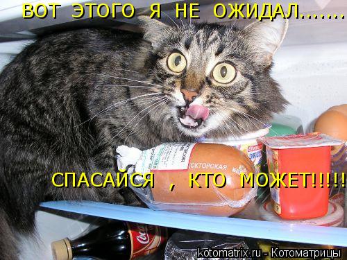 ВОТ ЭТОГО Я НЕ ОЖИДАЛ.......!!!!!!!!!!!!!!!!!!! СПАСАЙСЯ , КТО МОЖЕТ!!!!!!!!!!!!!!!!!... Котоматрица: ВОТ ЭТОГО Я НЕ ОЖИДАЛ.......!!!!!!!!!!!!!!!!!!! СПАСАЙСЯ , КТО МОЖЕТ!!!!!!!!!!!!!!!!!