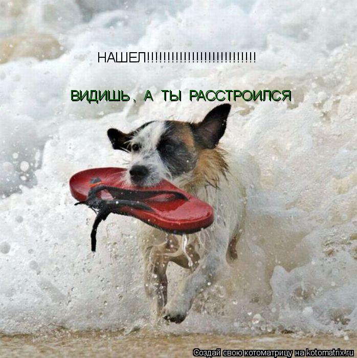 НАШЕЛ!!!!!!!!!!!!!!!!!!!!!!!!!!! ВИДИШЬ , А ТЫ РАССТРОИЛСЯ... Котоматрица: НАШЕЛ!!!!!!!!!!!!!!!!!!!!!!!!!!! ВИДИШЬ , А ТЫ РАССТРОИЛСЯ