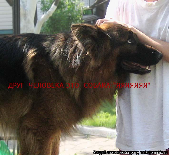 ДРУГ ЧЕЛОВЕКА ЭТО СОБАКА:"ЯЯЯЯЯЯЯ"... Котоматрица: ДРУГ ЧЕЛОВЕКА ЭТО СОБАКА:"ЯЯЯЯЯЯЯ"