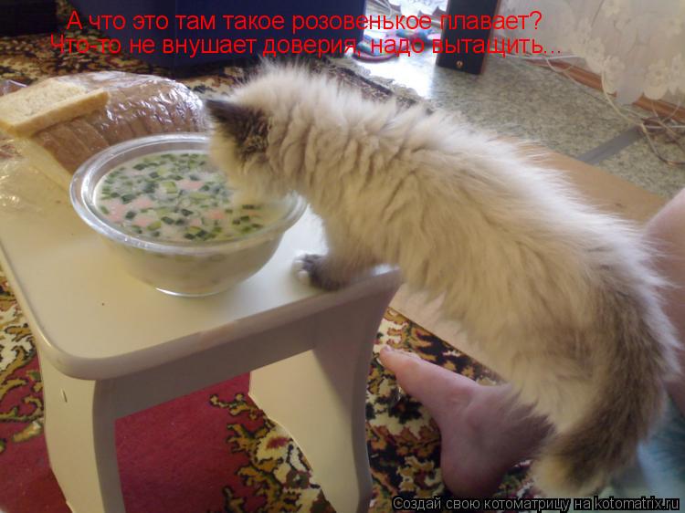 А что это там такое розовенькое плавает? Что-то не внушает доверия, надо вытащить...... Котоматрица: А что это там такое розовенькое плавает? Что-то не внушает доверия, надо вытащить...