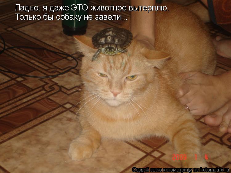 Ладно, я даже ЭТО животное вытерплю. Только бы собаку не завели...... Котоматрица: Ладно, я даже ЭТО животное вытерплю. Только бы собаку не завели...