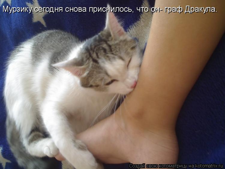 Мурзику сегодня снова приснилось, что он- граф Дракула.... Котоматрица: Мурзику сегодня снова приснилось, что он- граф Дракула.