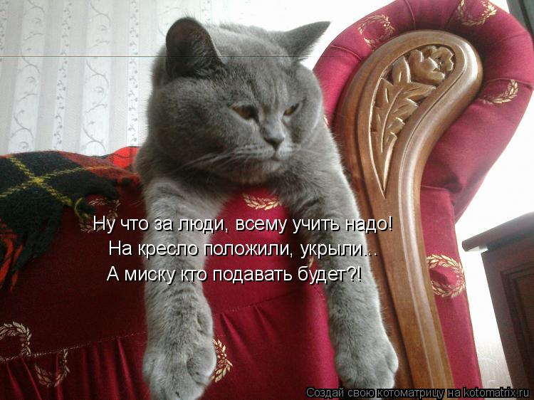 Ну что за люди, всему учить надо! На кресло положили, укрыли... А миску кто подавать будет?!... Котоматрица: Ну что за люди, всему учить надо! На кресло положили, укрыли... А миску кто подавать будет?!