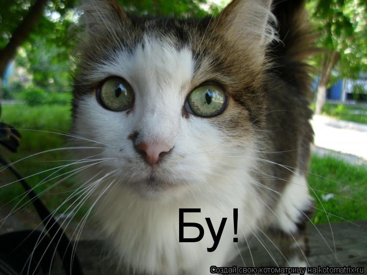 Бу!... Котоматрица: Бу!