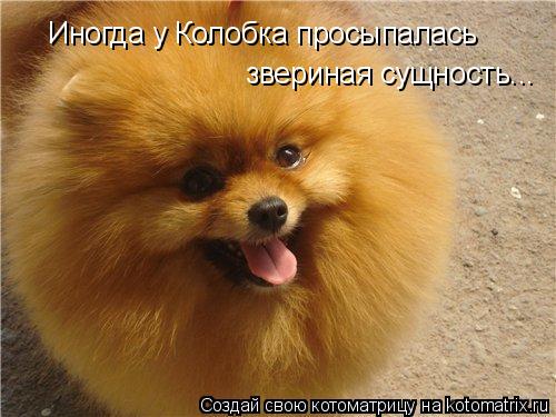 Иногда у Колобка просыпалась звериная сущность...... Котоматрица: Иногда у Колобка просыпалась звериная сущность...
