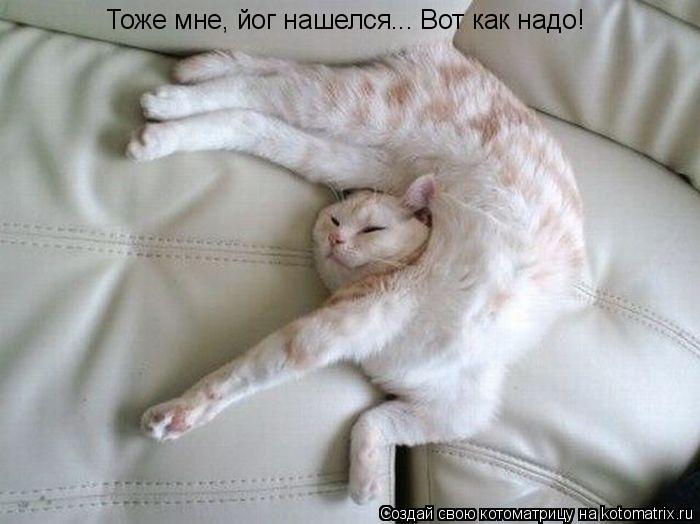 Тоже мне, йог нашелся... Вот как надо!... Котоматрица: Тоже мне, йог нашелся... Вот как надо!