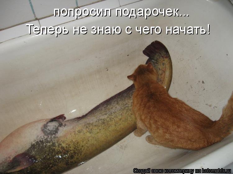 попросил подарочек... Теперь не знаю с чего начать!... Котоматрица: попросил подарочек... Теперь не знаю с чего начать!
