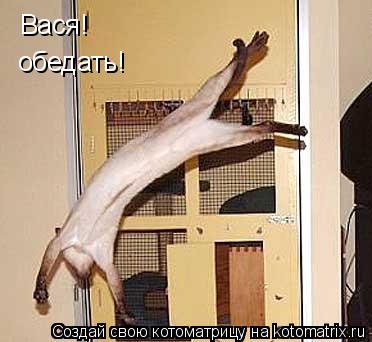 Вася! обедать!... Котоматрица: Вася! обедать!